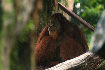 Wall Mural - Portrait of Bornean Orangutan or Pongo pygmaeus, sitting at the shelter