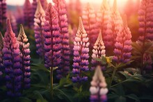 Close-up Photography Of Lupines