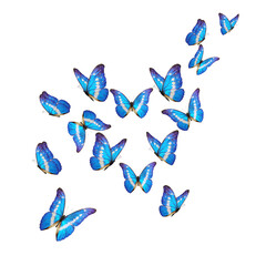 Wall Mural - Beautiful blue morpho butterfly isolated on white background. PNG File