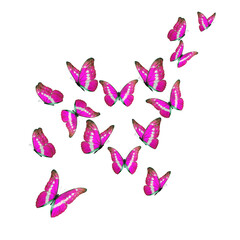 Wall Mural - Beautiful pink morpho butterfly isolated on white background. PNG File