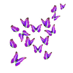 Wall Mural - Beautiful purple morpho butterfly isolated on white background. PNG File