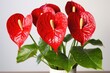 an elegant anthurium with glossy red heart-shaped flowers