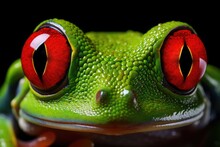 Green Tree Frog With Red Eyes