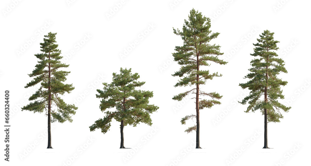 Set of Pinus sylvestris Scotch pine big tall tree isolated png on a ...
