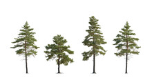 Set Of Pinus Sylvestris Scotch Pine Big Tall Tree Isolated Png On A Transparent Background Perfectly Cutout In Sunny Light Pine Pinaceae Pine Baltic Pine Fir