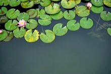 Pink Water Lilies With Green-yellow Leaves On The Water