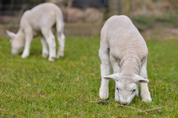 Two white lamb in the meadow