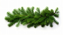 Evergreen Fir Tree And Juniper Twigs Isolated Over A White Background