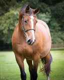 Fototapeta  - equine horse portrait photograph
