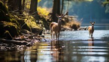 Deers In The Forest. Deer In A Green Forest With A Lake. Deer In A Lake. Spring Time Forest With Wildlife In It. Deers. Wildlife In The Woods