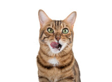 A Bengal Cat Licks Its Lips In Anticipation Of Food