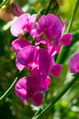 Wall Mural - Breitblättrige Platterbse (Lathyrus latifolius)