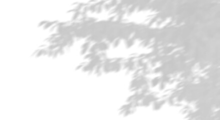 Wall Mural - sunshade shadow trees leaves move on transparent backgrounds 3d illustrations png
