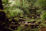 Fototapeta Krajobraz - Forest Landscape Nature Green