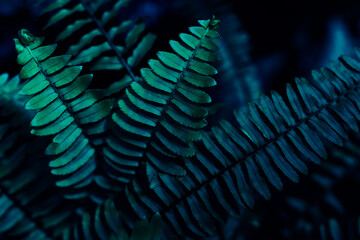 fern leaf on dark nature background, color toned