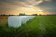 Silage bales on a green meadow, evening view