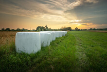 Silage Bales On A Green Meadow, Evening View