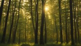 Fototapeta Krajobraz - sun rays in the forest