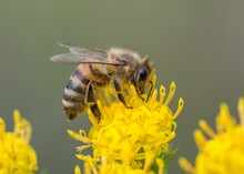 A Bee Is Resting On A Yellow Flower While Another Is Looking At It