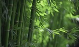 Fototapeta Sypialnia - Bamboo _ Generative AI