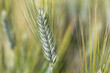 Epi de blé dur, variété Miradoux. Le blé dur sert à faire de la semoule et des pâtes. 