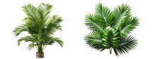 Green Palm Leaves Isolated On Transparent Background . Generative AI