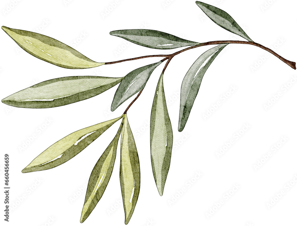 Watercolor olive branch. Hand drawn illustration of olive tree branch ...