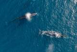 Fototapeta Konie - greenland whale whatching aerial drone view 