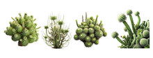 Ornamental Spiny Plant With Green Succulent Stems Of Cactus Isolated On Transparent Background . Generative AI