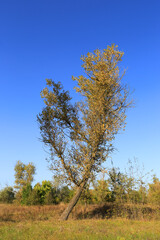 Wall Mural - popplar tree on autumn meadow