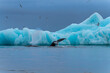 greenland whale watching humpback whale iceberg
