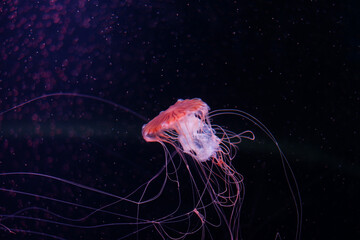 Wall Mural - Jellyfish are floating in the deep sea.