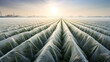 Potato plantation field uses fabric for greenhouse effect protecting young plants from frost. ai generative