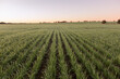 © Austockphoto - Landscape of cereal crop rows at sunrise