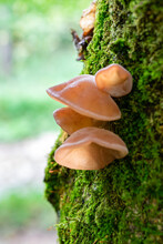 Wood Ear Fungi