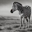 Black and white zebra in the wild