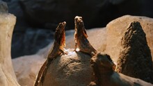 Meet The Frilled Lizard, An Australian Reptile Renowned For Its Distinctive Frilled Neck And Unique Defensive Display In Its Natural Habitat. Witness This Incredible Reptilian Species In Action.