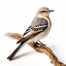 Closeup Capture Of A Detailed Mockingbird, Isolated On A White Background.