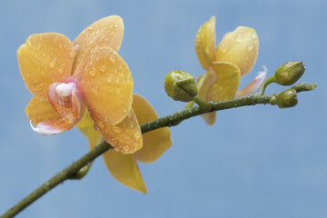 The beauty of a moth orchid in full bloom. This beautiful flower has the scientific name Phalaenopsis sp. 