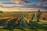 Fototapeta Paryż - Bolgheri vineyards and olive trees at sunset. Maremma, Tuscany, Italy