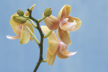 The beauty of a moth orchid in full bloom. This beautiful flower has the scientific name Phalaenopsis sp. 