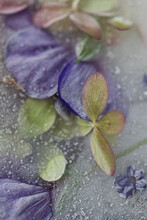 Art With Frozen Leaves And Petal Flowers On Water And Ice