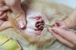 Woman hand using tweezers to picking a tick sucking blood on dog skin