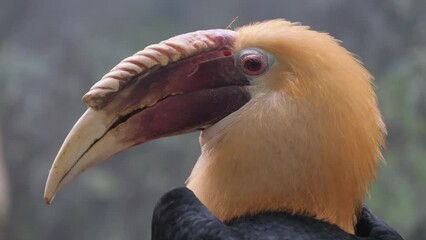 Close up, exotic hornbill is a genus of birds in the hornbill family, Bucerotidae. 