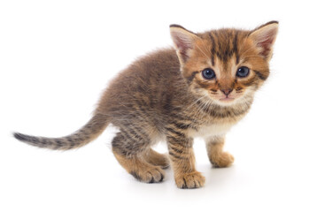 Wall Mural - Kitten on white background.