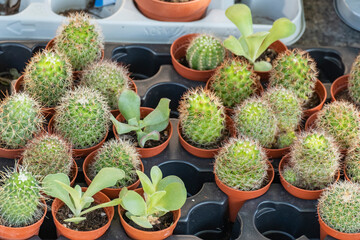 Wall Mural - Mammillaria Gracilis. Several pots of small cacti for sale at a street stall