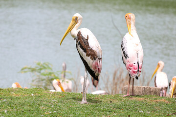 Wall Mural - The Painted Stork bird (Mycteria leucocephala) in garden