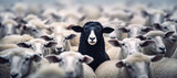 Fototapeta  - A black sheep among a flock of white sheep, raising head as a leader - Concept of standing out from the crowd, of being different and unique with its own identity and special skills among the others