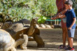 © AUFORT Jérome - young boy giving some salad with his mother to giant turtles