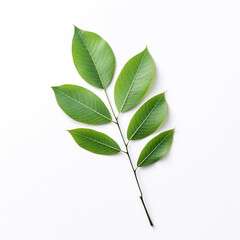 Poster - green leaf isolated on white background